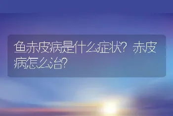 鱼赤皮病是什么症状？赤皮病怎么治？