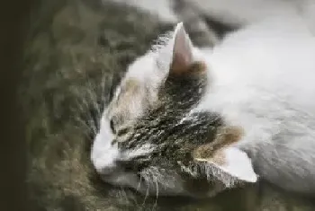 [猫猫图片]两只相爱的猫咪把我迷醉了