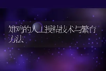 雉鸡的人工授精技术与繁育方法