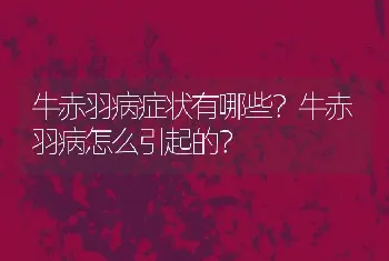 牛赤羽病症状有哪些？牛赤羽病怎么引起的？