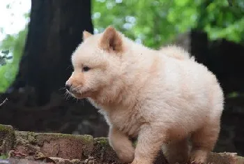 中华田园犬怎么洗澡 中华田园犬洗澡注意事项