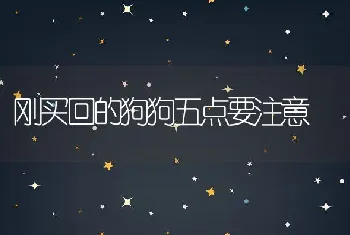 刚买回的狗狗五点要注意