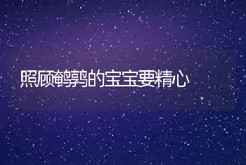 照顾鹌鹑的宝宝要精心