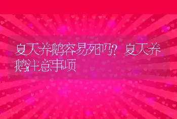 夏天养鹅容易死吗？夏天养鹅注意事项