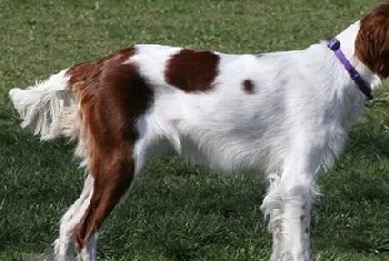 怎么养西班牙小猎犬 西班牙小猎犬喂食注意事项