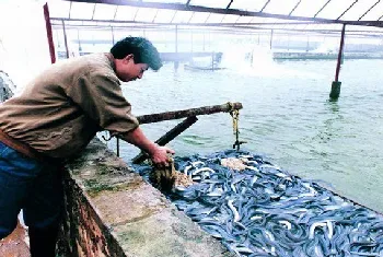 鳗鱼常见疾病及防治