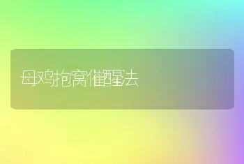 母鸡抱窝催醒法