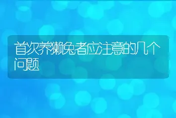 首次养獭兔者应注意的几个问题