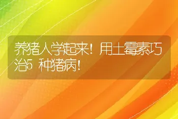 养猪人学起来！用土霉素巧治5种猪病！