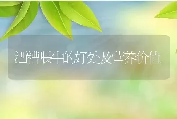 酒糟喂牛的好处及营养价值