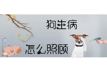 狗生病怎么照顾