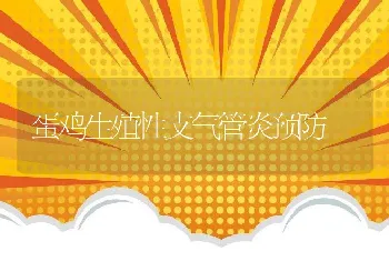 蛋鸡生殖性支气管炎预防