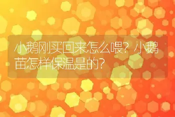 小鹅刚买回来怎么喂？小鹅苗怎样保温是的？