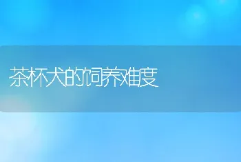 茶杯犬的饲养难度