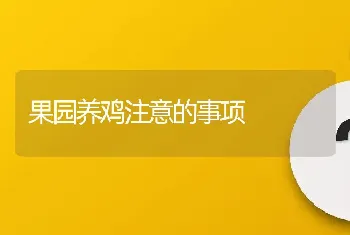 果园养鸡注意的事项