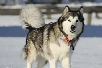 饲养阿拉斯加雪橇犬需要注意什么？