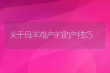 关于母羊难产的助产技巧