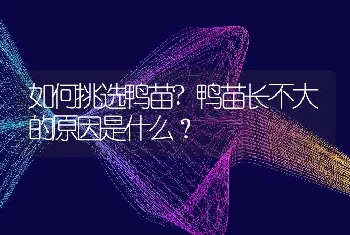 如何挑选鸭苗?鸭苗长不大的原因是什么？