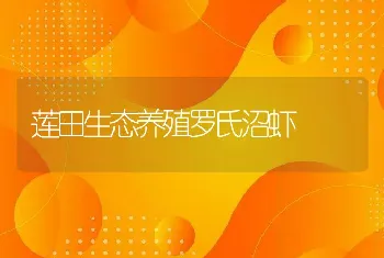 莲田生态养殖罗氏沼虾