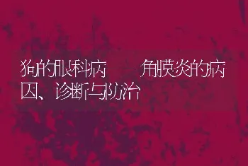 狗的眼科病--角膜炎的病因、诊断与防治