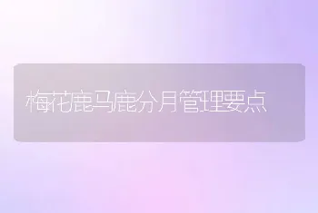 梅花鹿马鹿分月管理要点