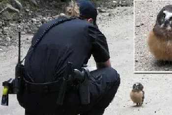 警察与迷糊小猫头鹰白天在路中间的交流