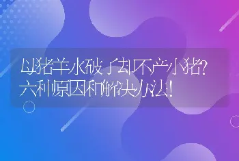 母猪羊水破了却不产小猪？六种原因和解决办法！