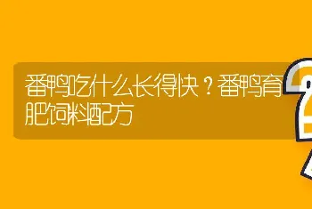 番鸭吃什么长得快？番鸭育肥饲料配方