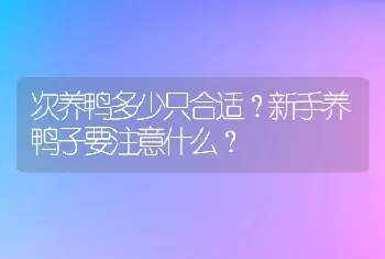 次养鸭多少只合适？新手养鸭子要注意什么？