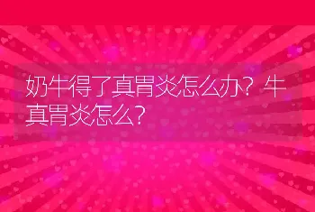 奶牛得了真胃炎怎么办？牛真胃炎怎么？