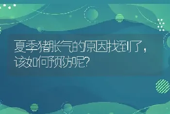 夏季猪胀气的原因找到了，该如何预防呢？