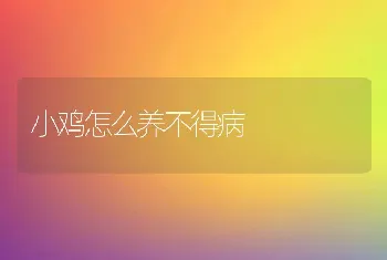 小鸡怎么养不得病