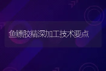 鱼鳔胶精深加工技术要点