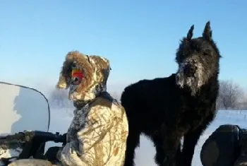 巨型雪纳瑞牙齿怎么清洁 巨型雪纳瑞口腔护理方法