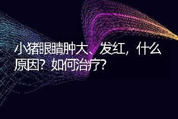 小猪眼睛肿大、发红，什么原因？如何治疗？