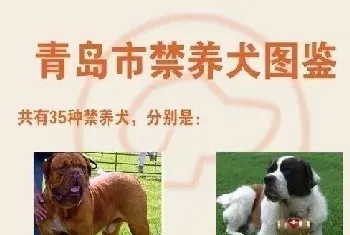 青岛35种禁养犬名单及品种图片