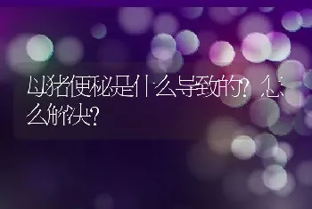 母猪便秘是什么导致的？怎么解决？