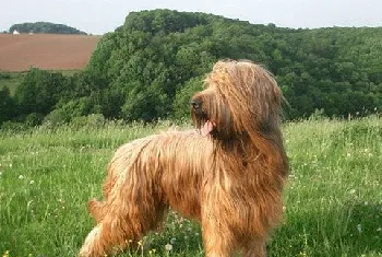 伯瑞犬牙齿怎么清洗 布雷猎犬口腔护理流程