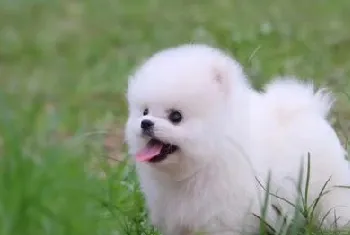 什么是茶杯犬 茶杯犬知识