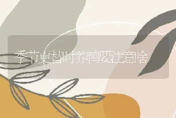 季节更替时养鸭要注意啥