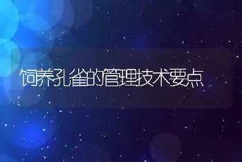 饲养孔雀的管理技术要点