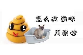 怎么教猫咪用猫砂