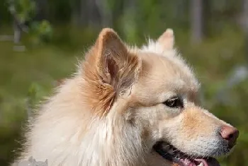 芬兰拉普猎犬毛发怎么梳理 芬兰拉普猎犬美容介绍