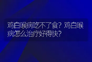 鸡白喉病吃不了食？鸡白喉病怎么治疗好得快？