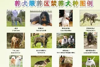 成都22中禁养烈性犬名单及品种图片