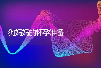 狗妈妈的怀孕准备