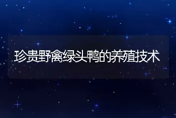 珍贵野禽绿头鸭的养殖技术