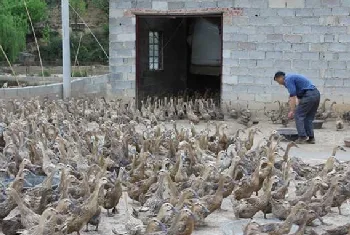 蛋鸭养殖注意事项