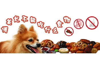 博美犬不能吃什么食物