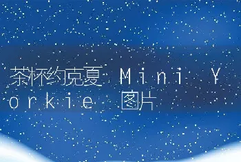 茶杯约克夏 Mini Yorkie 图片